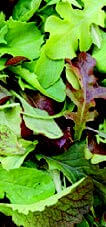 Mild Mesclun Mix Seeds